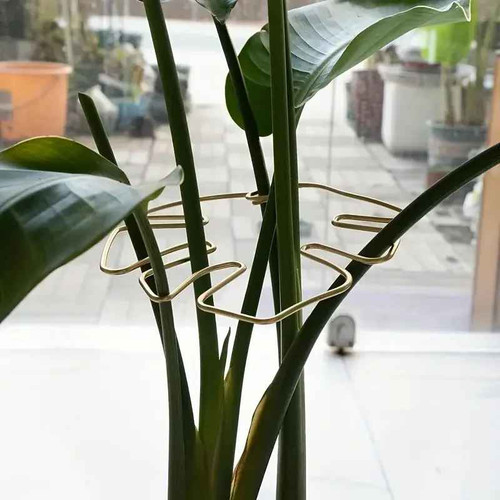 Large hanging plant - hanging,