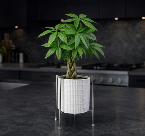 Ceramic plant pots raised - &,