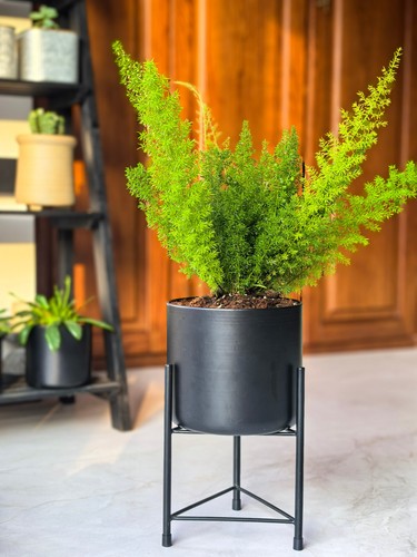 Dipamkar black plant pot stand - plant,